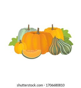 Colorful kinds of pumpkin. Harvest illustration