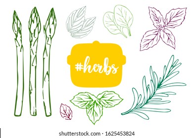 Colorful kitchen herbs vector set with herbs text on the yellow pot. Hand drawn leaves of rosemary, basil, mint, oregano, thyme and asparagus. Spices template. Design elements for restaurant menu.