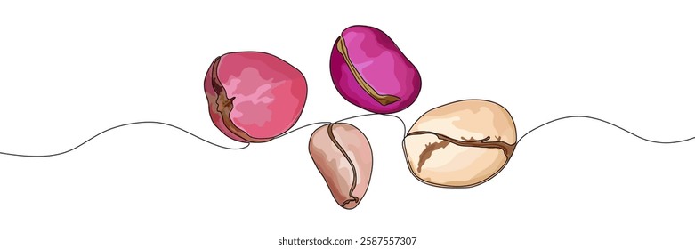 Colorful kola nuts digital vector illustration. Kola nuts in pink, purple, and beige tones, outlined in black, set against a white background.  
