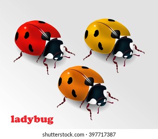 Colorful ladybug