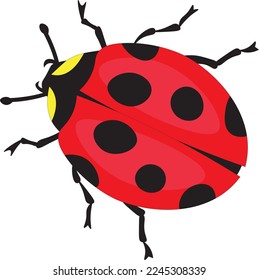 A colorful ladybug is a red beetle with a black spot