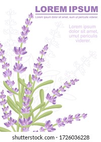 Colorful lavender flowers summer herbal natural bouquet advertising flyer design flat vector illustration on white background