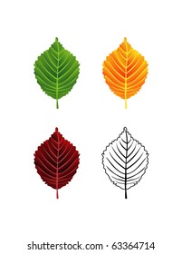 colorful leaf on white background