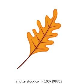 colorful  leaf  over white background vector illustration