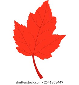Colorful Leaves for Autumn, Summer, Spring. Vector Illustration