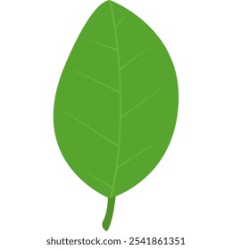 Colorful Leaves for Autumn, Summer, Spring. Vector Illustration