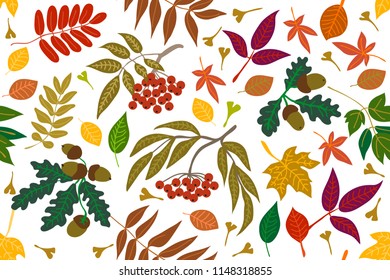 Colorful leaves, rowan and acorns on white background. Autumn forest. Seamless panoramic vector pattern with botanical motifs.