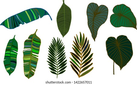 Colorful leaves tropic set for decorative design. Exotic tropical leaves for any purposes