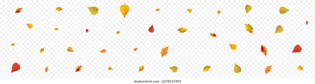 Colorful Leaves Vector Panoramic Transparent Background. Down Foliage Illustration. Yellow Design Plant Template. Celebrate Texture.