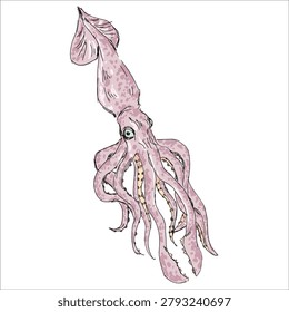 Colorful light pink Colossal Squid vector illustration isolated on white background. Artistic, hand-drawn, digital illustration. Clip art. Unique shape. Flat design deep sea monster. Beautiful giant creature. For print.