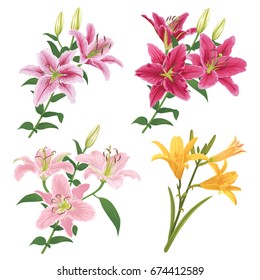 Colorful of lilies flower on white background. Vector set of blooming floral for your design. Adornment for wedding invitations and greeting card.