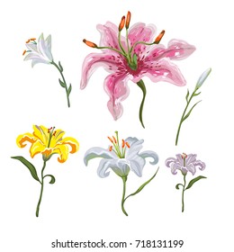 Lily Flower White Images Stock Photos Vectors Shutterstock