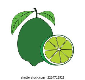 Colorful Lime vector design. Best graphic resources illustration. vector graphic design for icons and symbols and logo designing and stationery and print media purpose and etc.