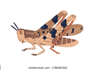 Colorful locust vector illustration. Wild winged insect isolated on white background. Parasite or agricultural plague. Huge creature harvest decimating. Bug threatening seasonal plant