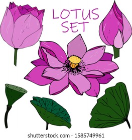 Colorful lotus flower set on white background