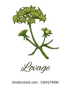 Colorful Lovage flower. Hand drawn sketch of Levisticum officinale. Medicinal herb and spice, flowers with leaves. Botanical color vector illustration isolated on white background