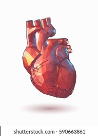 Colorful low poly human heart graphic illustration on white background