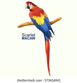 Colorful macaw parrot. Beautiful Ara parrot on branch. Vector illustration.