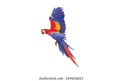 Colorful macaw parrot flying isolated on white. Vector illustration