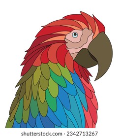 Colorful Macaw Vector Illustration. Macaw Line Drawing Illustration. Birds. Parrots Vector. Colorful Macaw. Macaw Head Vector. Birds Head Vector.