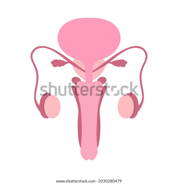 Colorful
male human reproductive system on white background. Anatomically
correct male reproductive organ
illustration.