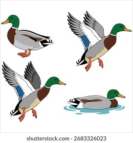 Colorido mallards en acción plantea gráfico de Vector