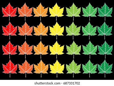 Colorful maple.