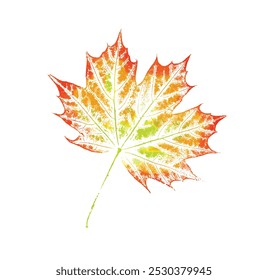 Colorful maple leaf or leaves botanical print. Plain leaf sketched art on plain white background.