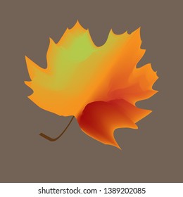 colorful maple leaf on gray background