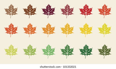 colorful maple leaves