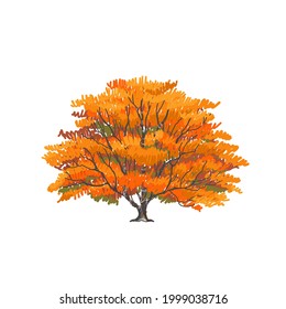colorful maple tree in autumn