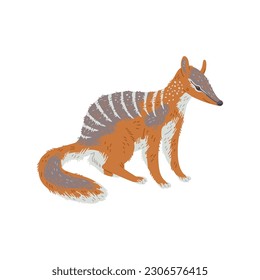 Colorful marsupial anteater Australian animal flat style, vector illustration isolated on white background. Numbat with stripes on back, decorative design element