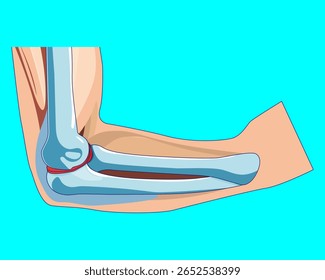 Ilustração médica colorida da anatomia da articulação do cotovelo humano que representa o úmero, ulna e ossos do rádio com ligamentos cartilaginosos Perfeito para logotipos ortopédicos, plataformas médicas digitais, 