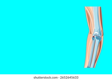 Ilustração médica colorida da anatomia da articulação do cotovelo humano com úmero, ulna e ossos do rádio e ligamentos cartilaginosos é perfeita para logotipos ortopédicos, plataformas médicas digitais, aplicativos médicos