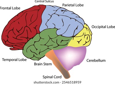 Colorful medical illustration showing human brain anatomy including frontal lobe, parietal lobe, occipital lobe, temporal lobe, cerebellum, brain stem, spinal cord and central sulcus