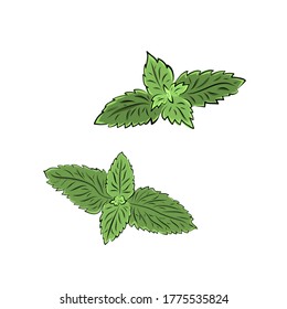 Colorful melissa hand drawn set. Green seasoning. Medicinal herbs and spices. Harvest green raw lemon balm branches, leaves. Herbal vector illustration isolated on white background.