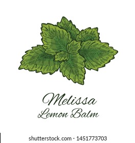 Colorful Melissa hand drawn sketch. Retro botanical line art of balm mint. Medical herb and spice. Vintage green raw Lemon balm leaves. Herbal vector illustration isolated on white background