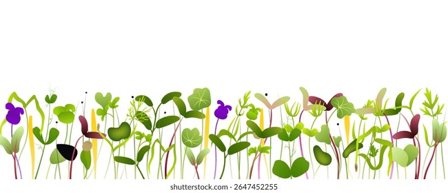 Colorful microgreens in various shapes and hues flourish, forming a vibrant horizontal border against a pristine white backdrop, embodying freshness and healthy living