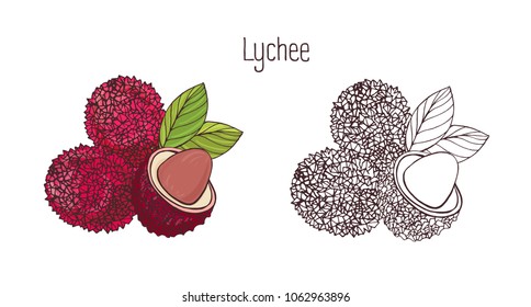 Colorful   monochrome botanical drawings whole   cut lychee isolated white background  Bundle organic fresh tropical fruits  delicious sweet veggie food product  Vector illustration 