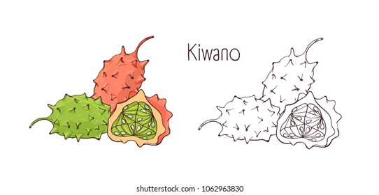 Colorful   monochrome contour drawings whole   cut ripe kiwano isolated white background  Bundle delicious sweet exotic tropical fruits  healthy veggie food  Vector illustration 