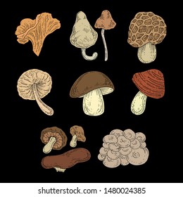 colorful mushrooms set elements collection