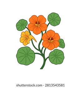 Colorful nasturtium flower flat vector illustration for garden design.