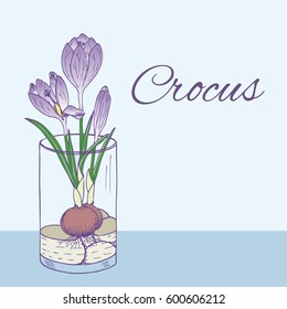 Colorful natural floral poster with blooming crocus flower in glass in hand drawn style vector illustration