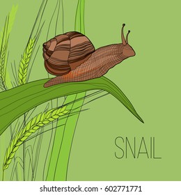 Colorful natural insect template with snail sitting on green grass in hand drawn style vector illustration