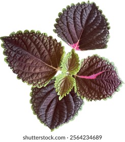 Colorful natural plant or leaves of purple coleus. Flat vector illustration. Plectranthus scutellarioides flower. Miana, Miyana, coleus scutellarioides or blumei and Solenostemon. Design element.
