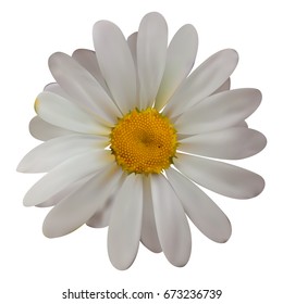 Colorful naturalistic beautiful chamomile on White Background. Vector Illustration. Eps10