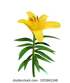Colorful naturalistic blossoming yellow lily flower on green stem on white background. Vector Illustration. EPS10