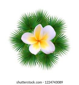 Colorful naturalistic silhouette of leaf Libistones of Chinese, Southern palm. Vector Illustration. EPS10