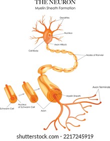 Colorful Neuron anatomy and myelin sheath formation on a white background svg