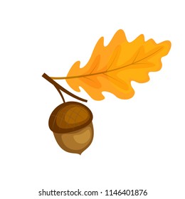 Colorful oak brunch with leaf and acorn. Vector illustration isolated on white background. Autumn design.